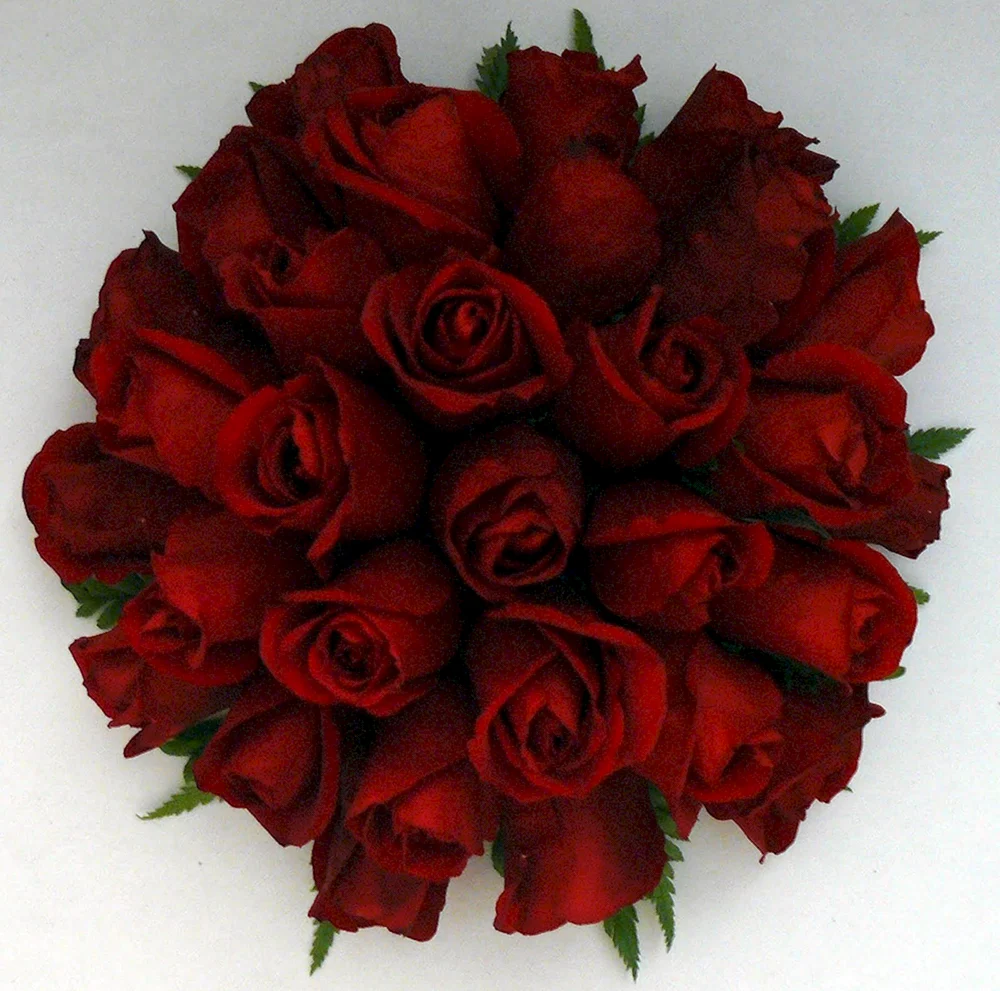 Бархатная роза бордо букет 101 роз