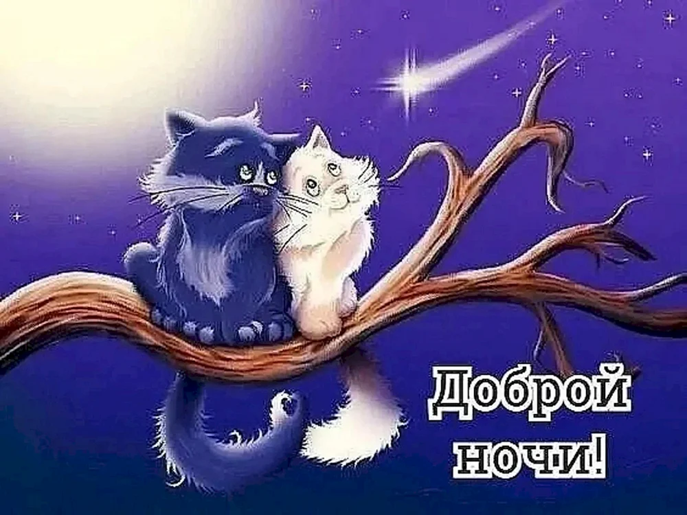Доброй ночи котик