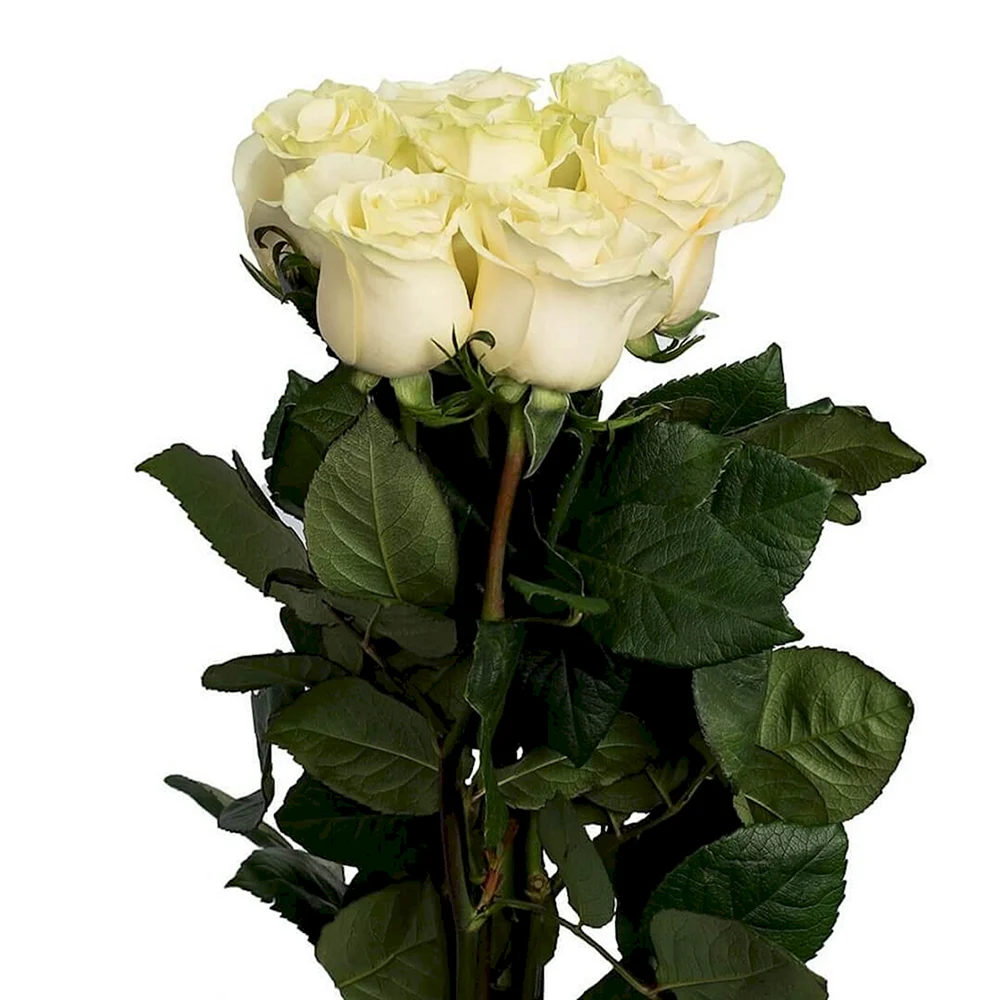 Эквадорские белые розы