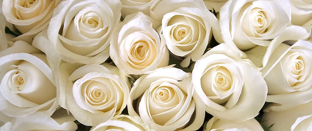 Фотообои белые розы