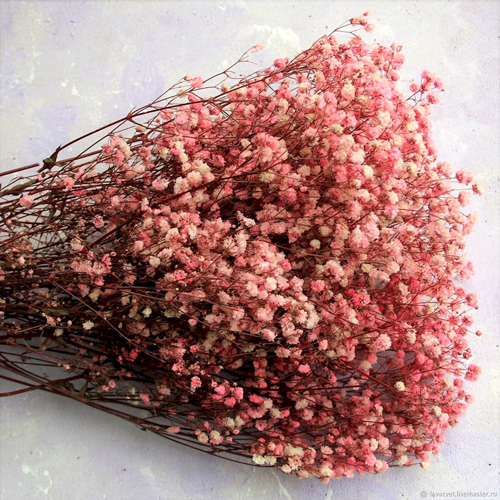 Гипсофила розовая сухоцвет