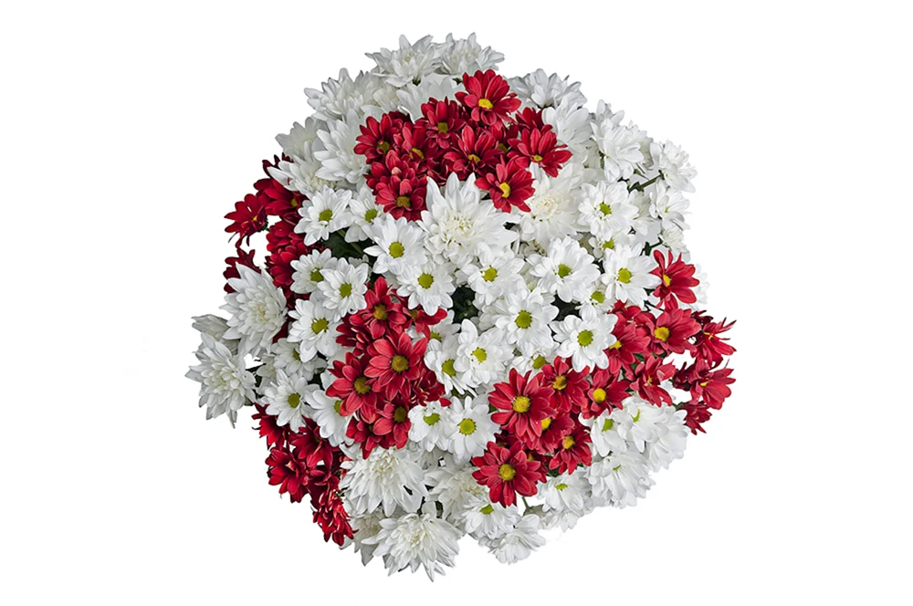 Хризантема бакарди белая красная