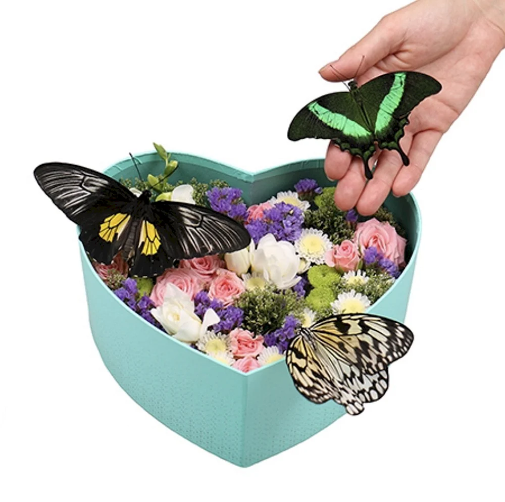 Коробка с живыми бабочками
