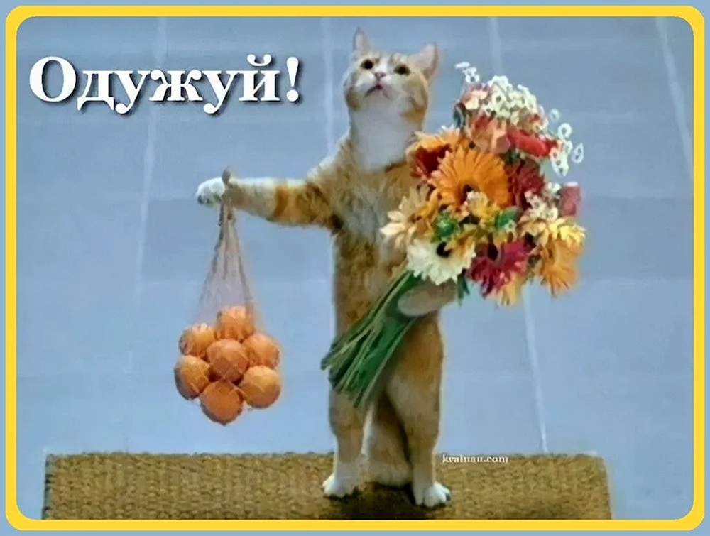 Кот с цветами и апельсинами