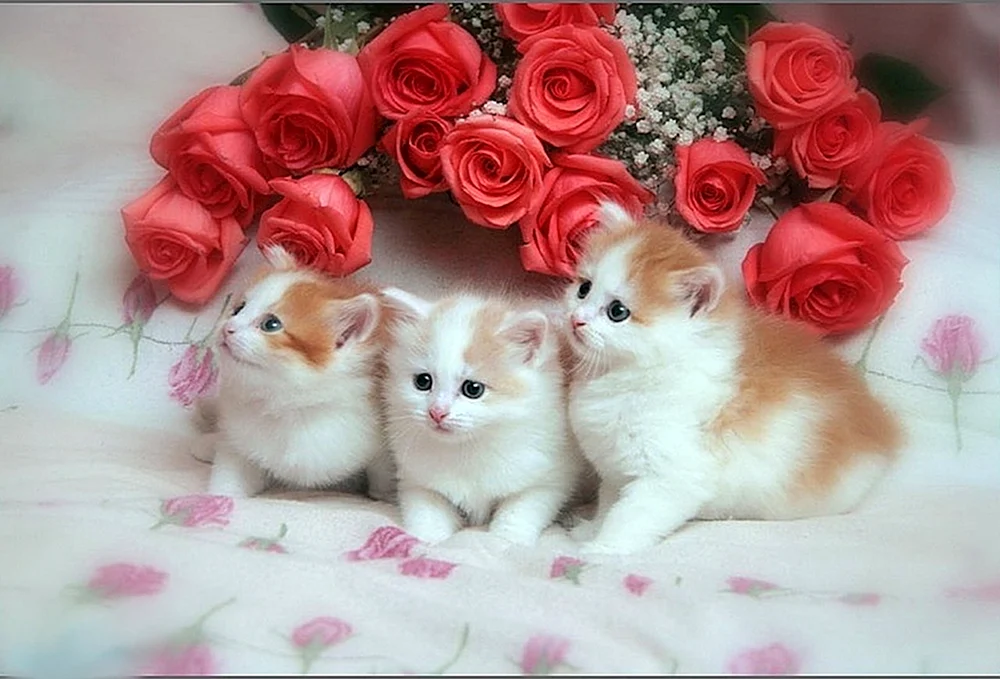 Красивые открытки с котиками