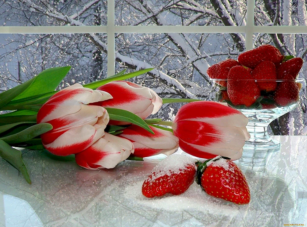 Красивые зимние тюльпаны