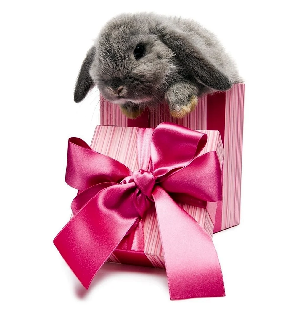 Кролик с подарком
