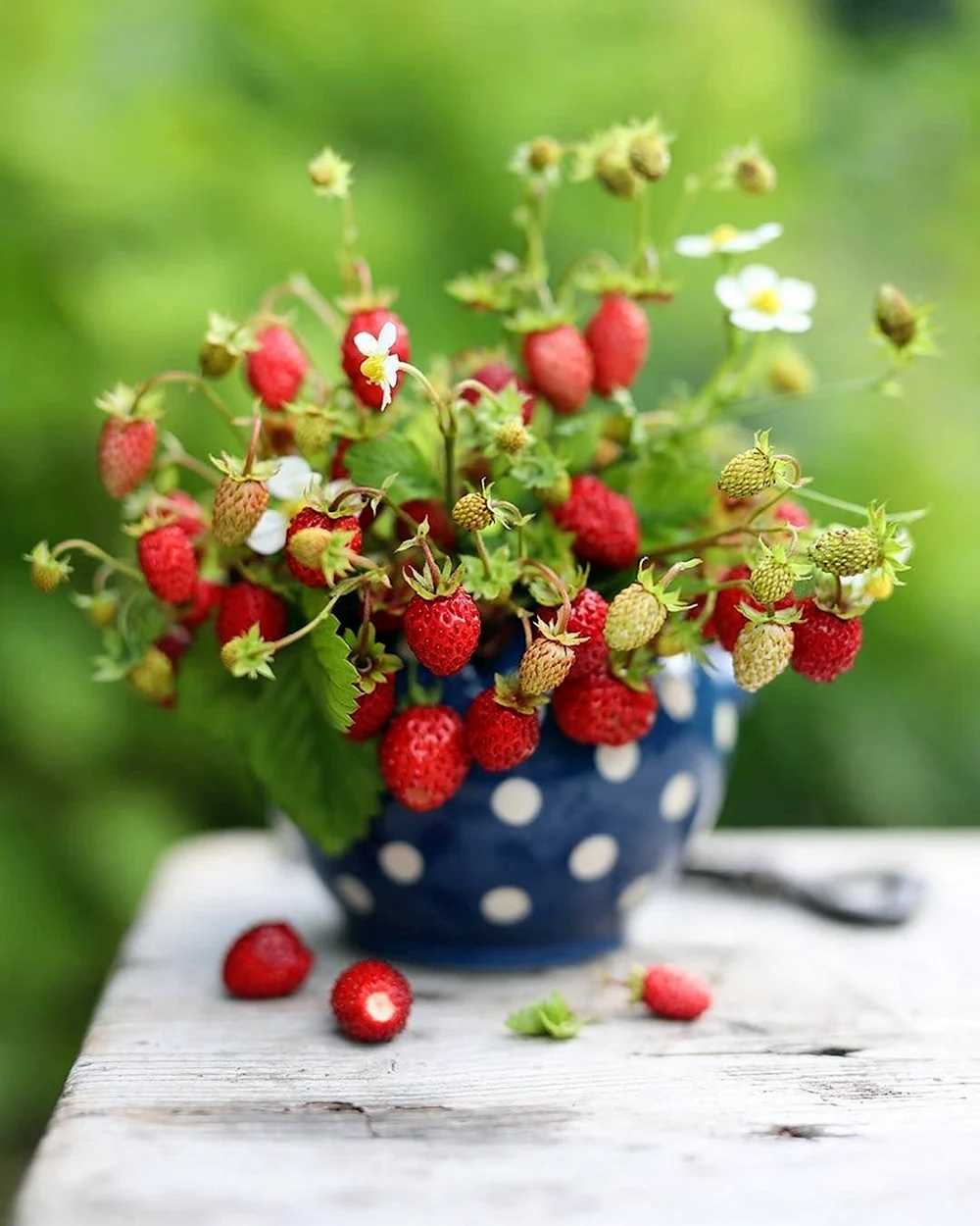 Лето ягоды