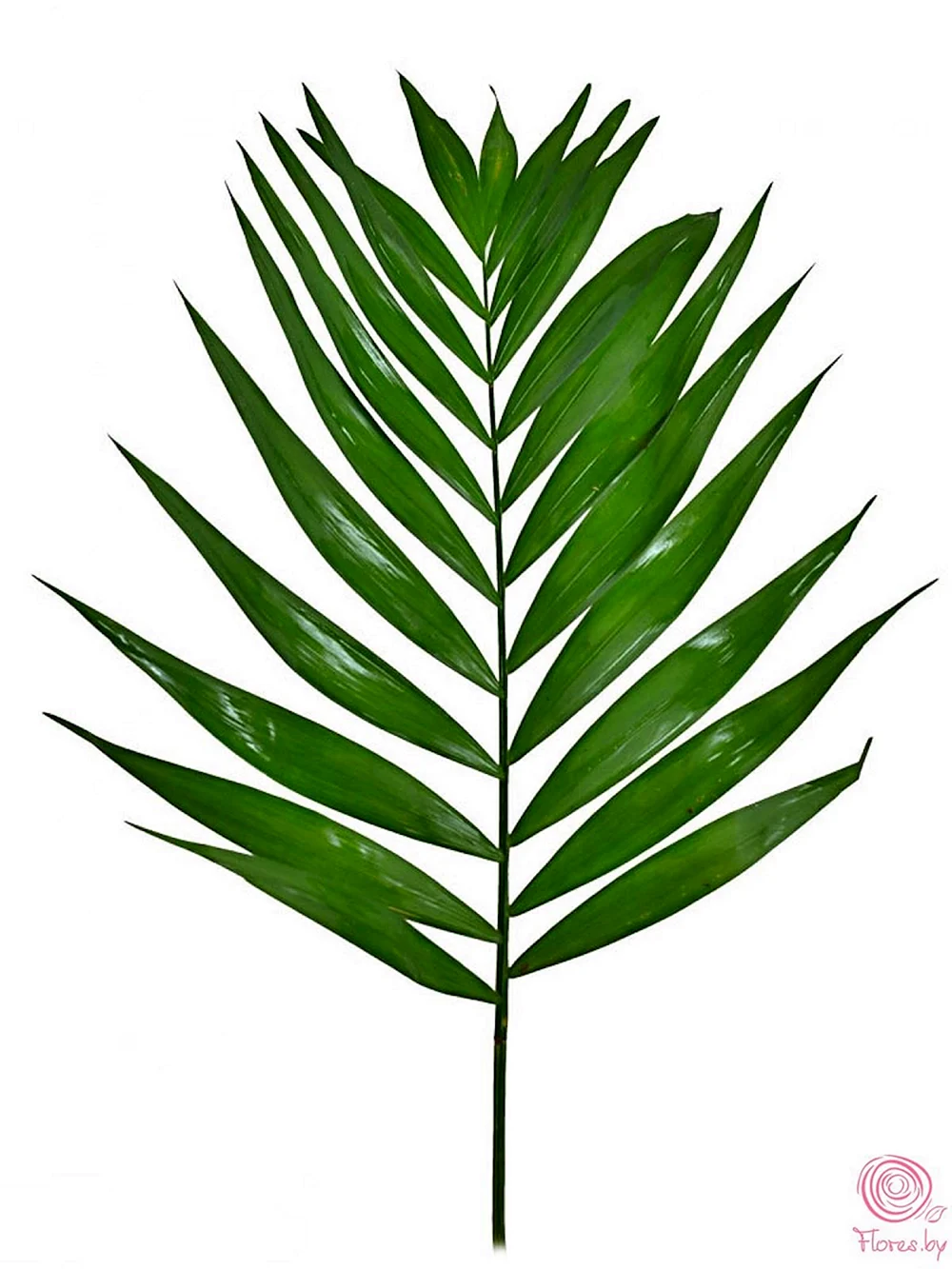 Листья робелини