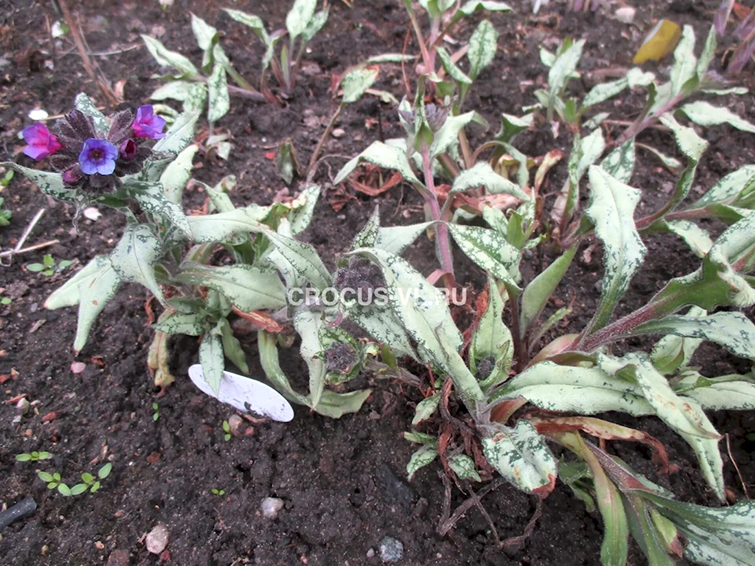 Медуница Silver Bouquet