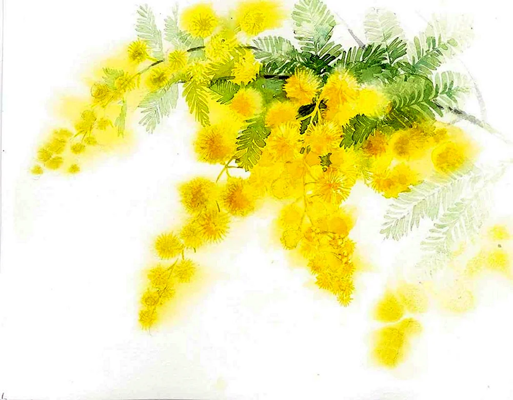 Мимоза акварель Mimosa