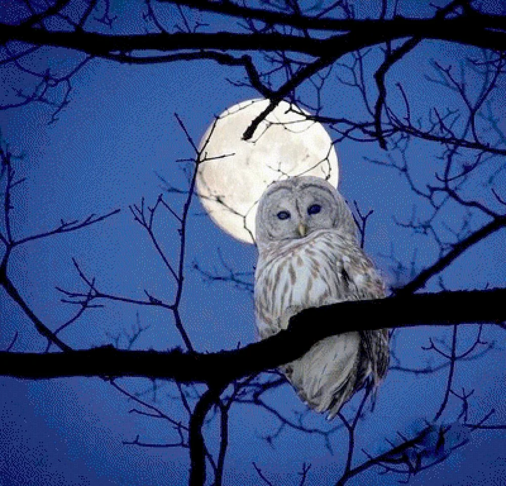 Ночная Сова.Night Owl.1993
