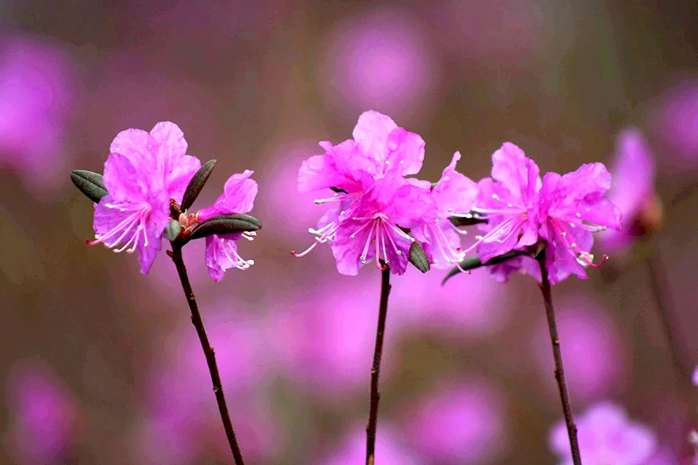Рододендрон Даурский цветок