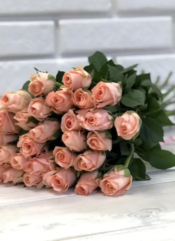 Роза нежно-персиковая Эквадор