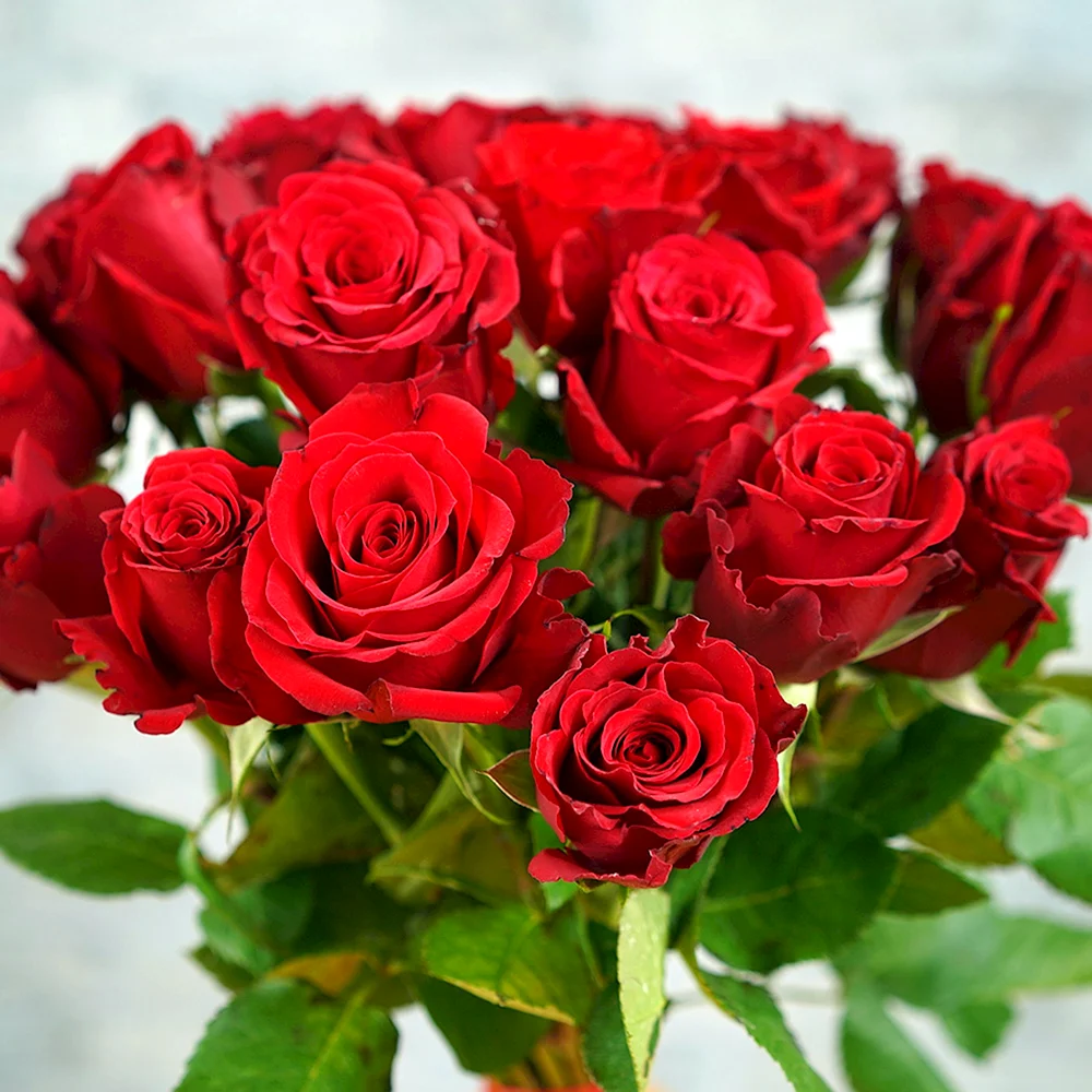 Роза рубиноза
