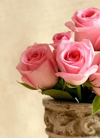Розовые цветы в горшочке