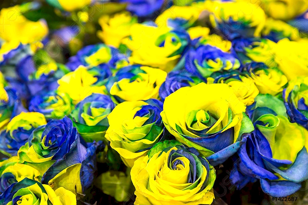 Синие и желтые розы