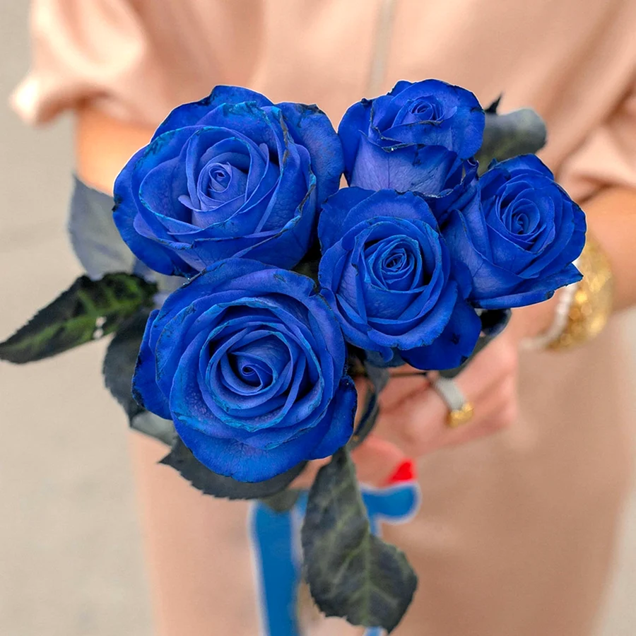 Синие розы Эквадор