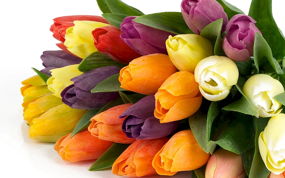 Цветы тюльпаны