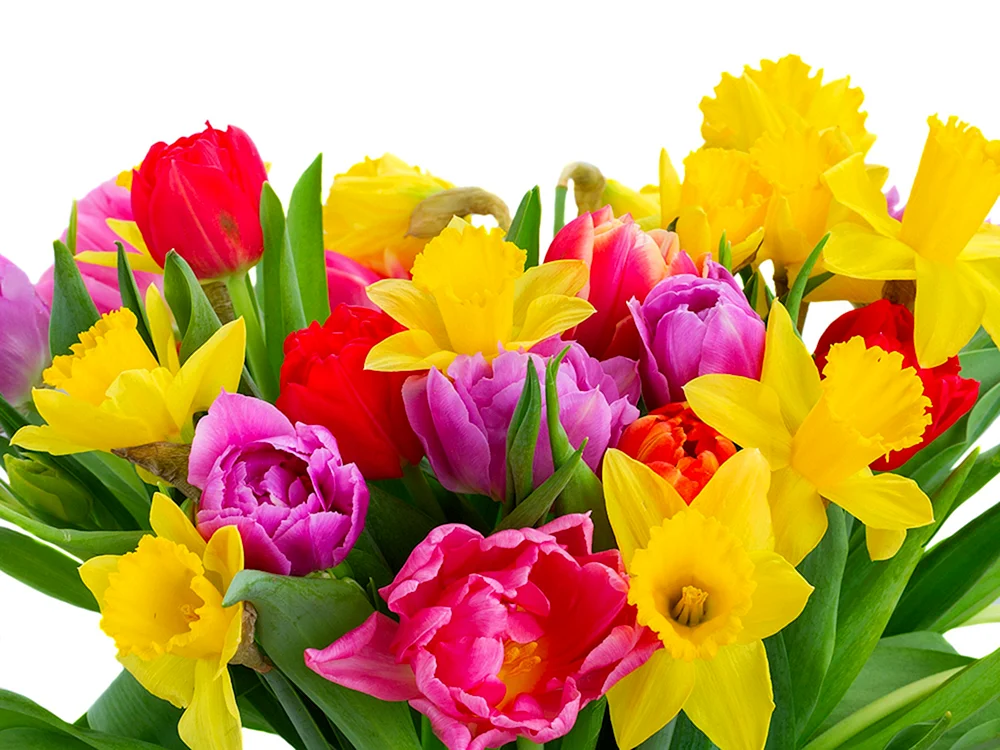 Цветы тюльпаны и нарциссы букет