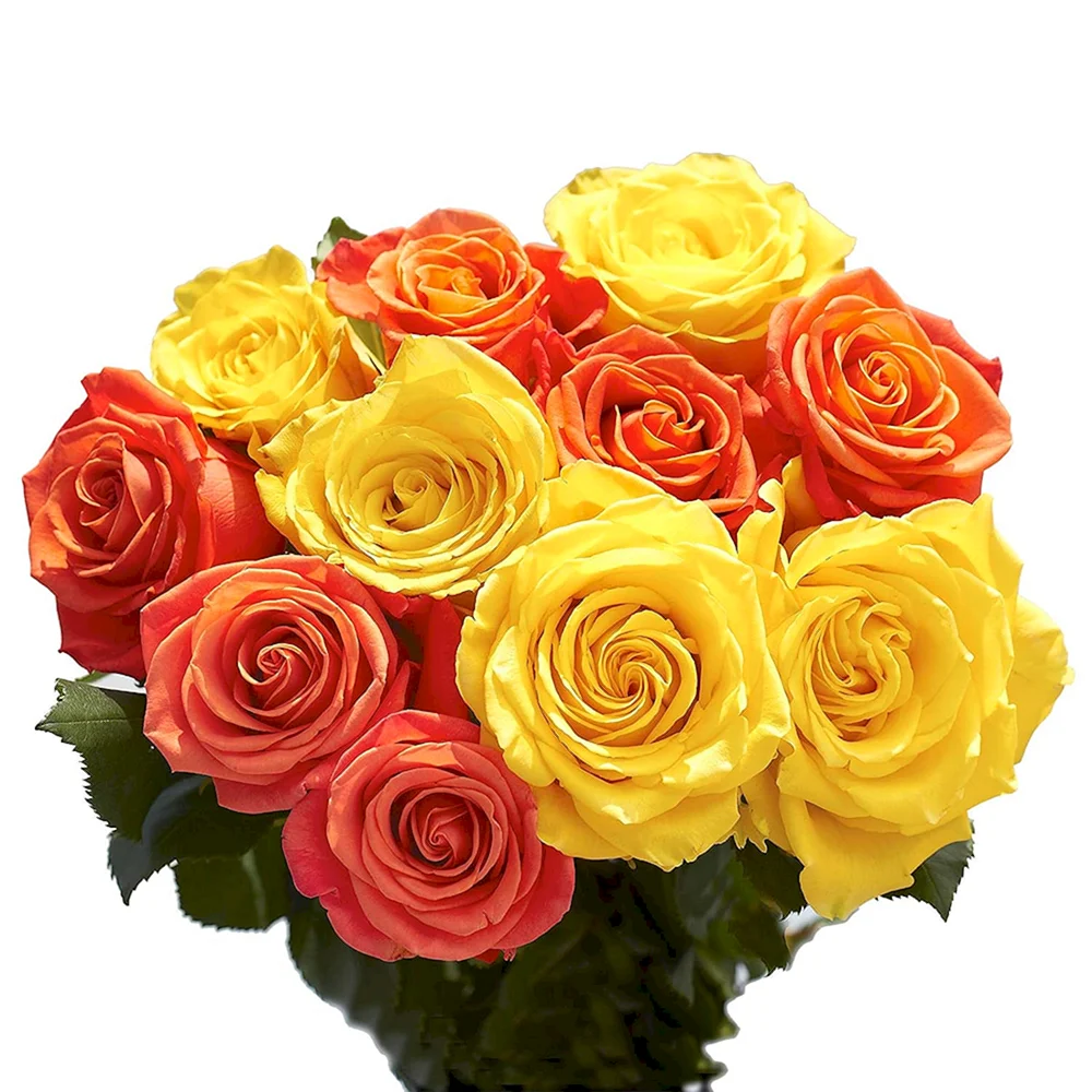 Желто-оранжевые розы Охара